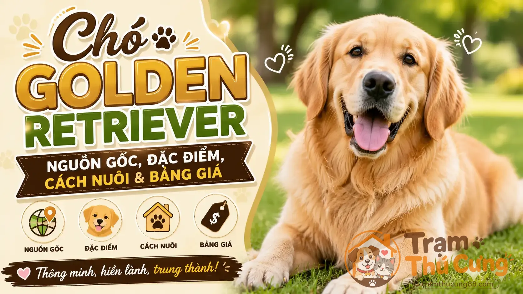 cho-golden-retriever