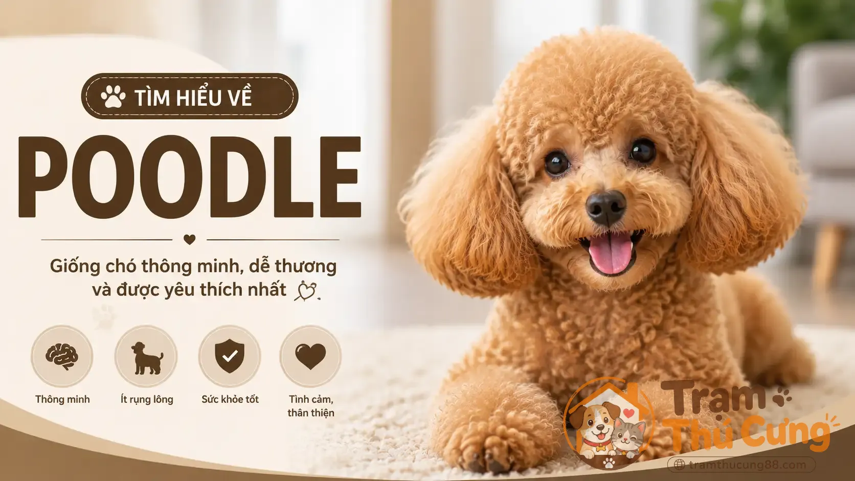 cho-poodle-1