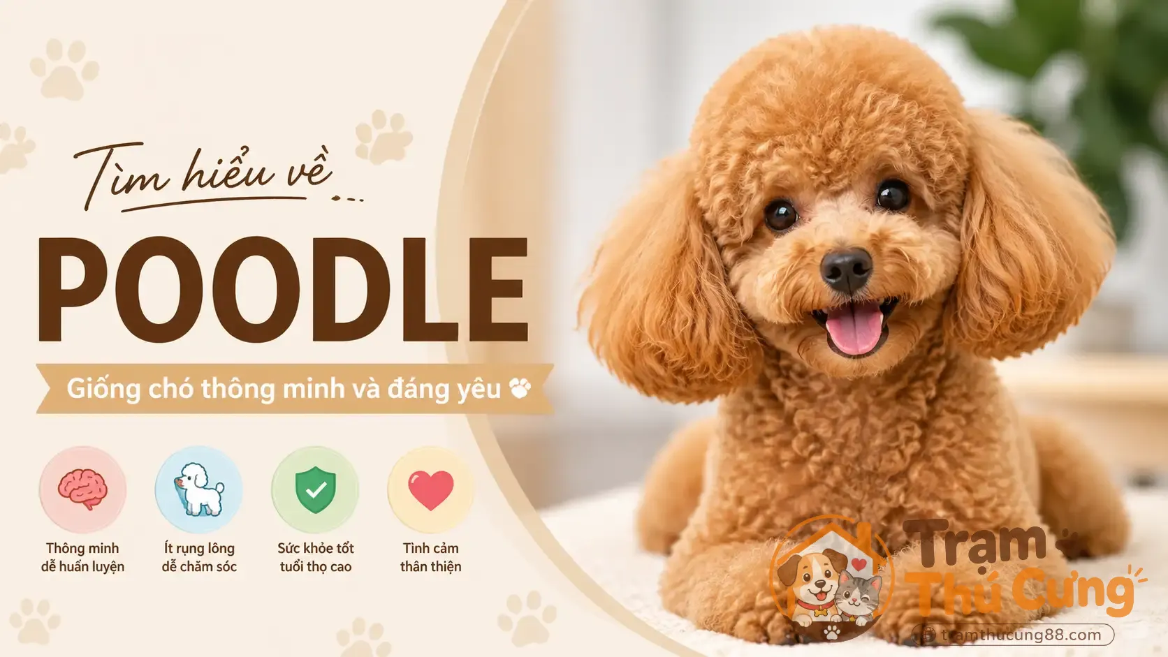 cho-poodle