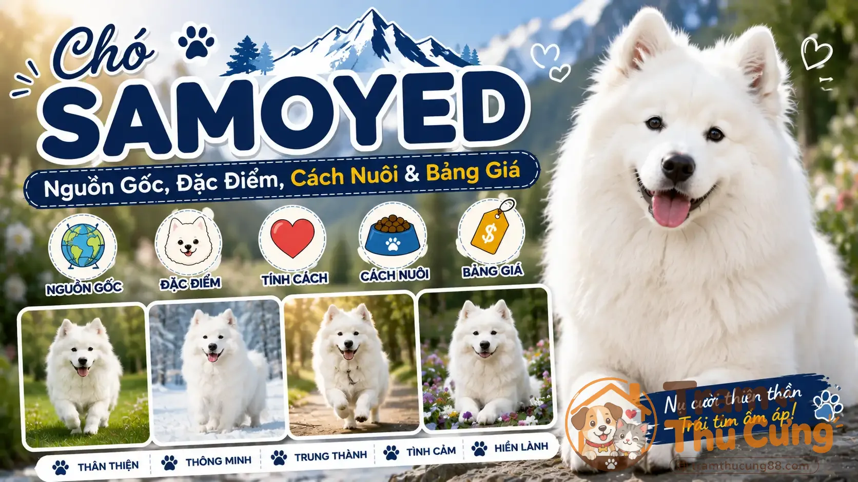 cho-samoyed-1