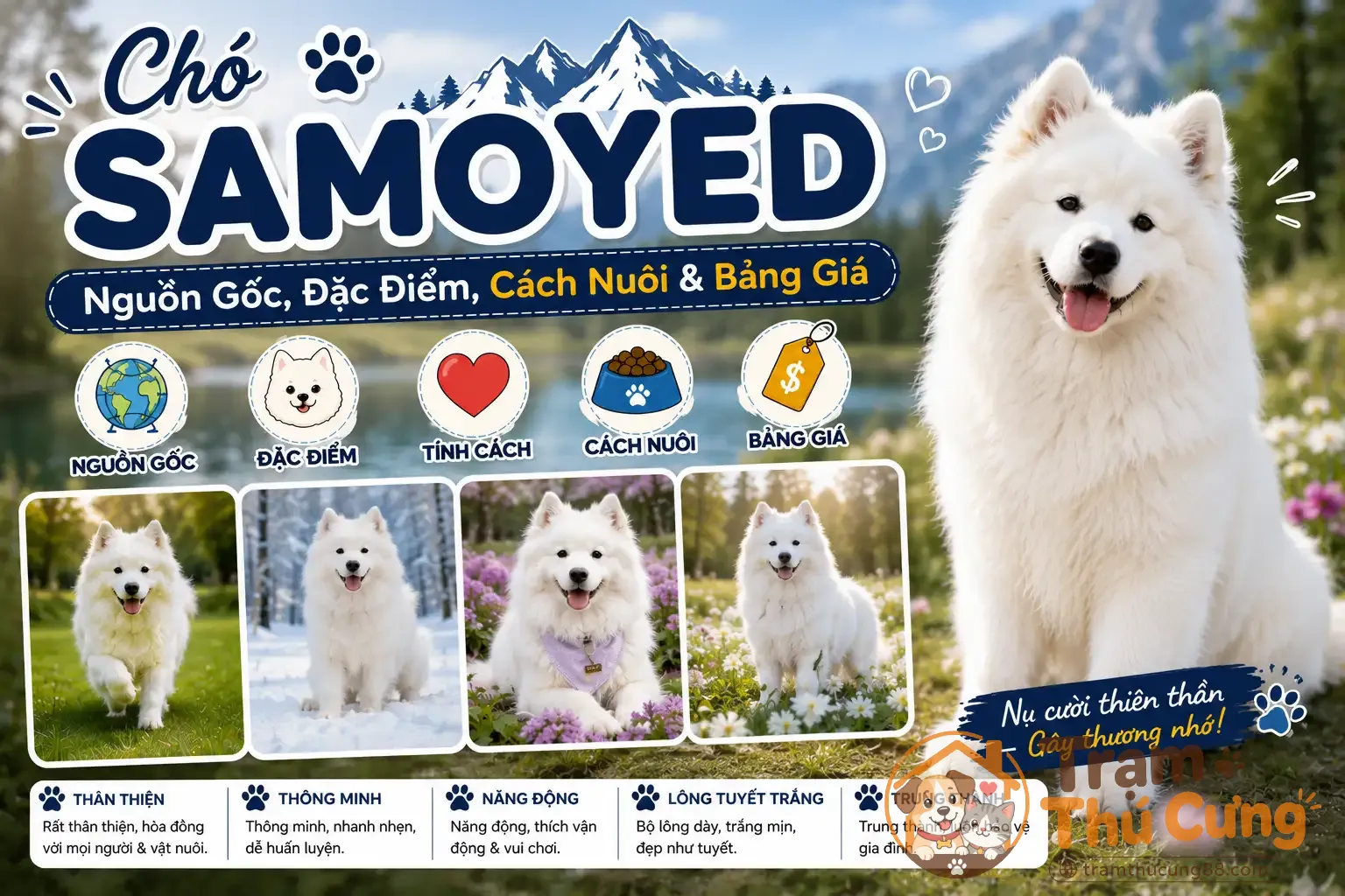 cho-samoyed-2