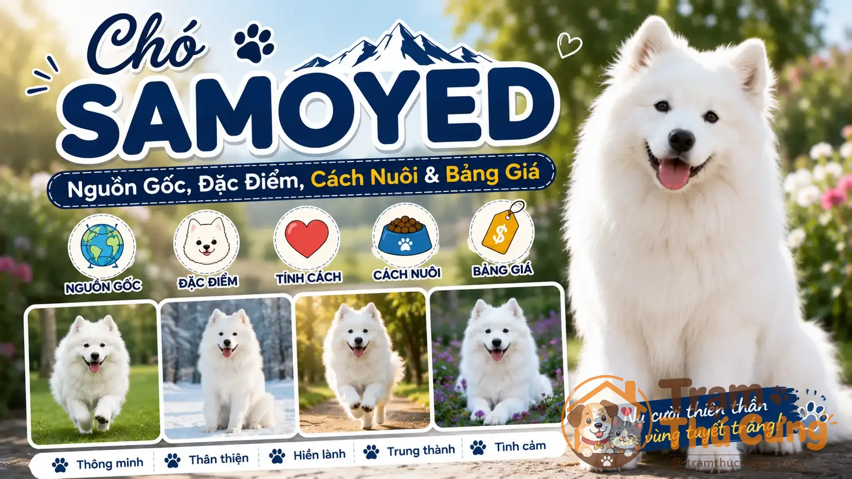 cho-samoyed