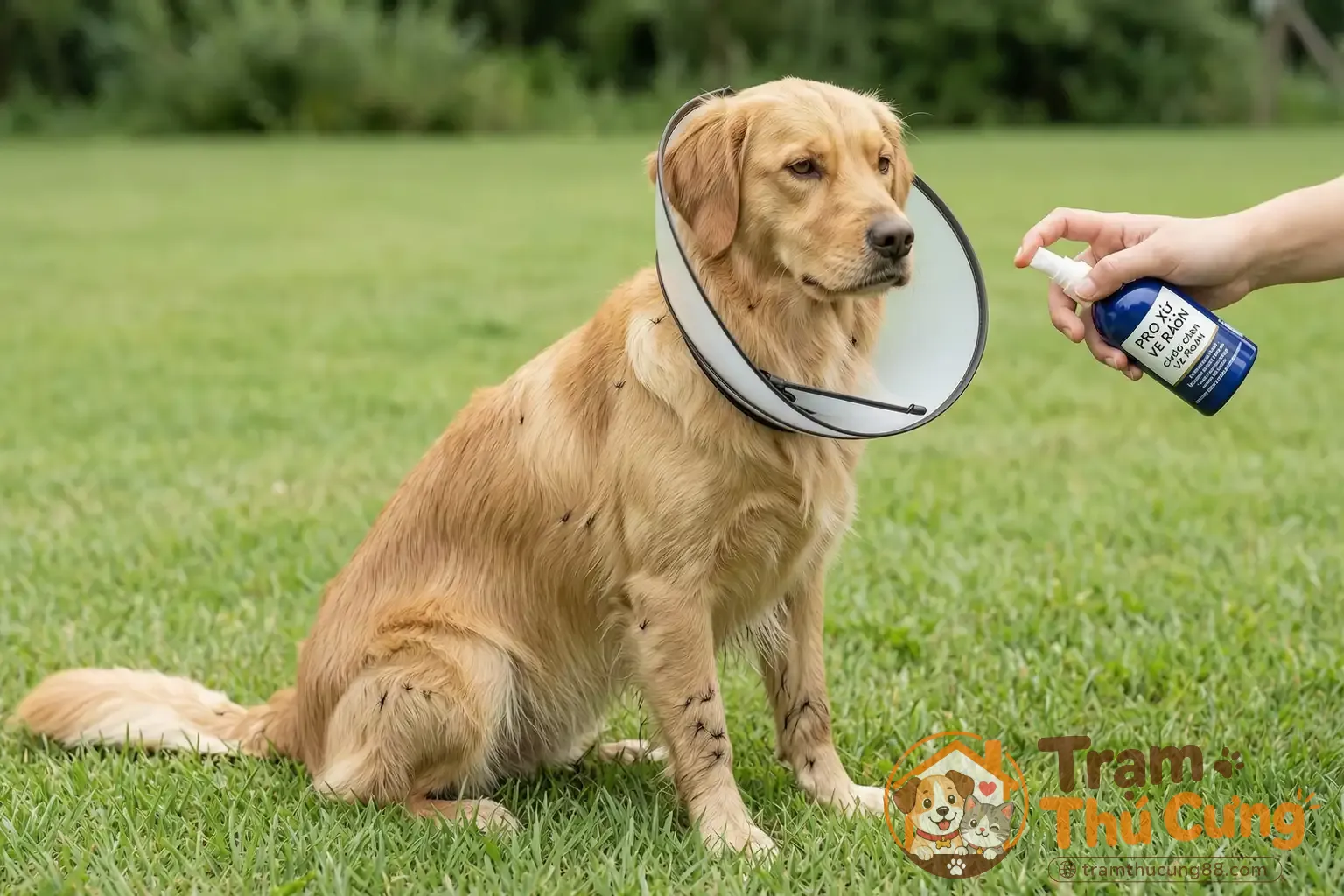 Thuốc xịt ve rận: Khi nào nên dùng và dùng như thế nào